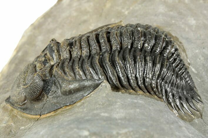 Detailed Metacanthina Trilobite - Issoumour, Morocco #359509